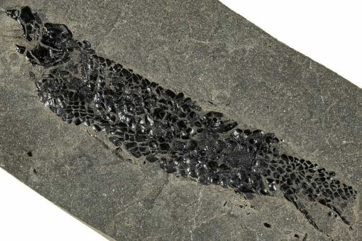 Devonian Lobed-Fin Fish (Osteolepis) Fossil - Scotland #319618